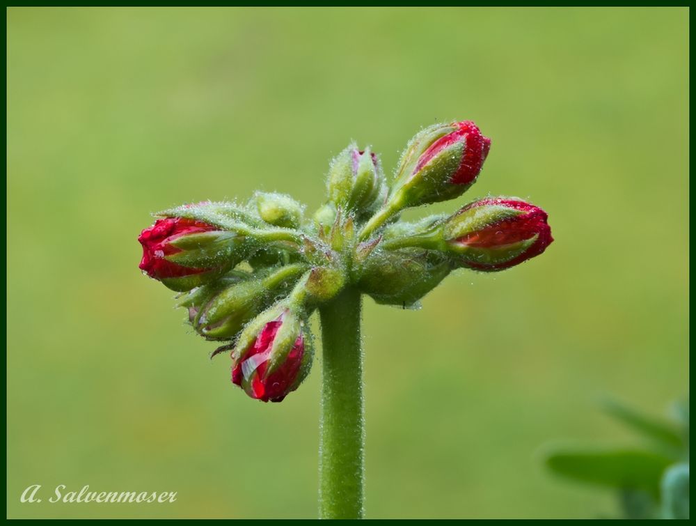 Knospen der Pelargonie