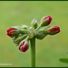 Knospen der Pelargonie