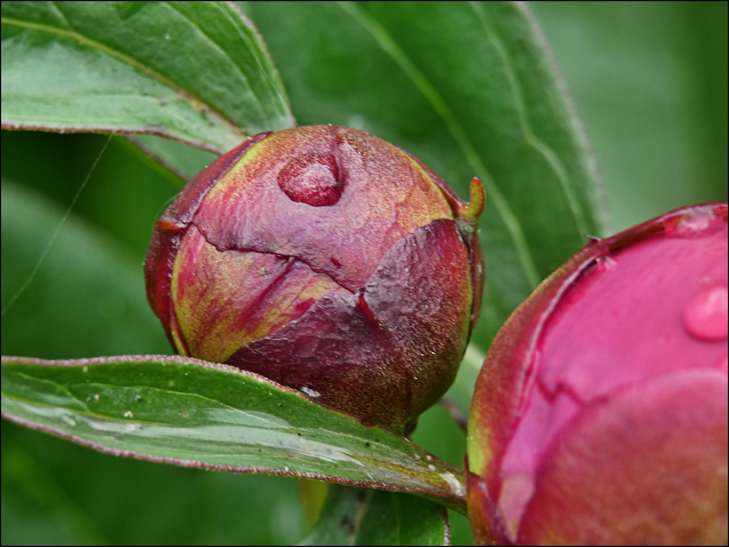 Knospen der Pfingstrosen