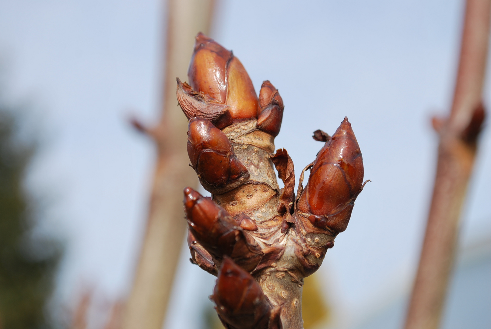 Knospen der Roßkastanie