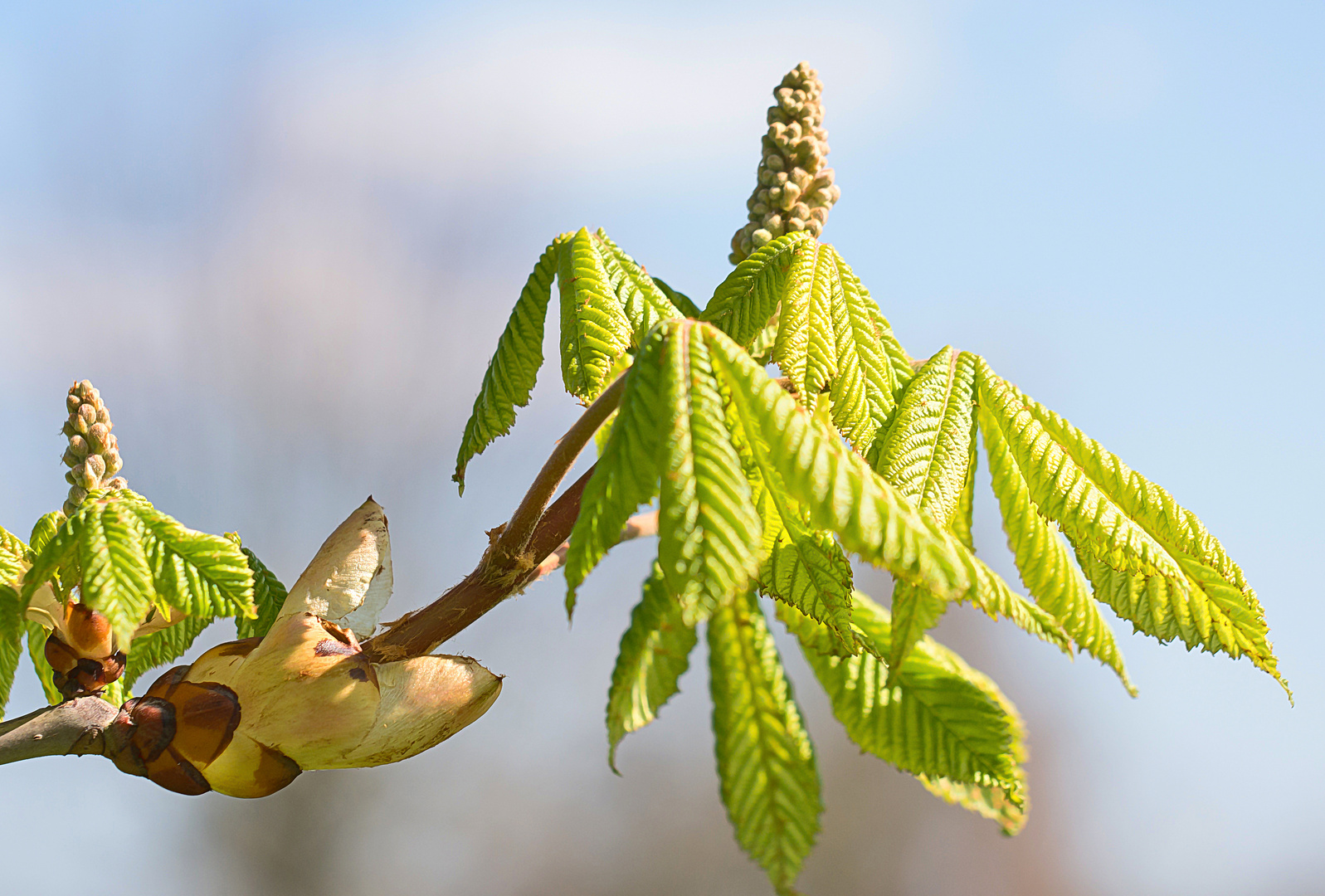 Knospen der Rotblühenden Kastanie