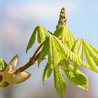 Knospen der Rotblühenden Kastanie