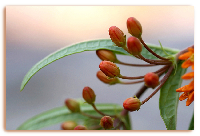 Knospen der Seidenpflanze