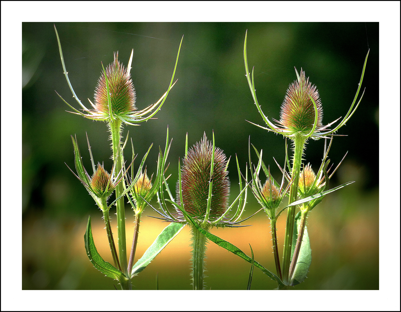 Knospen der Wilden Karde