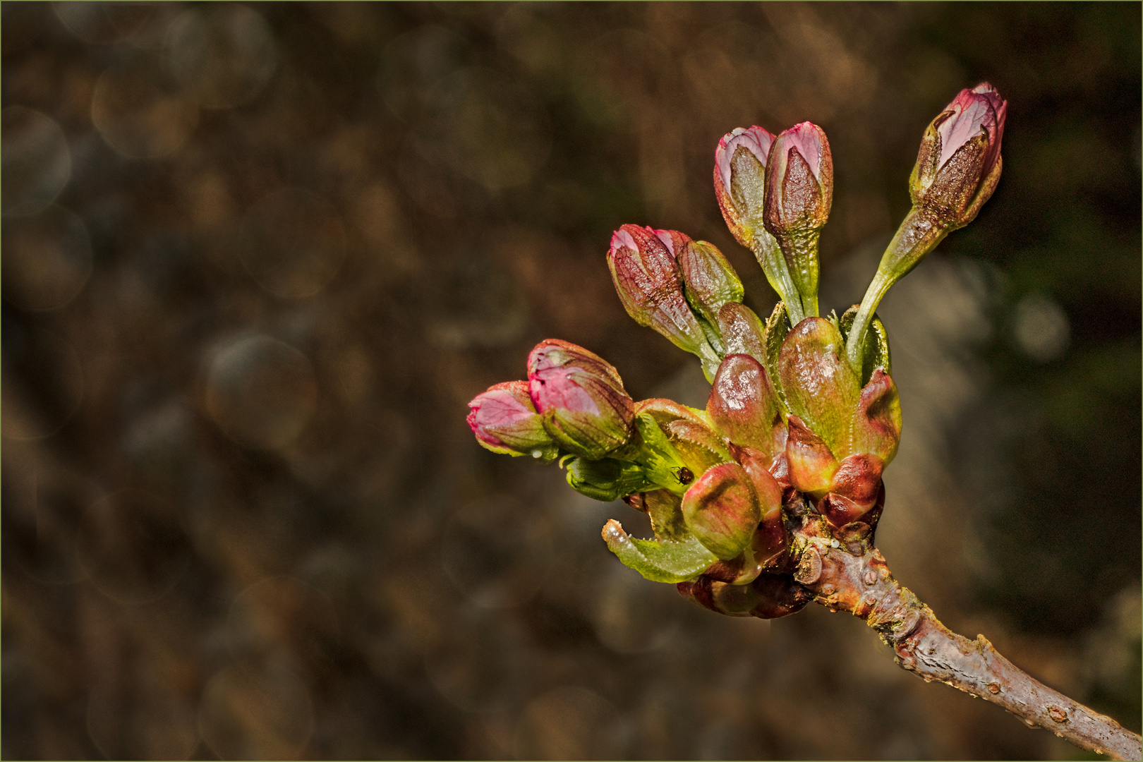 Knospen der Zierkirsche