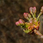 Knospen der Zierkirsche