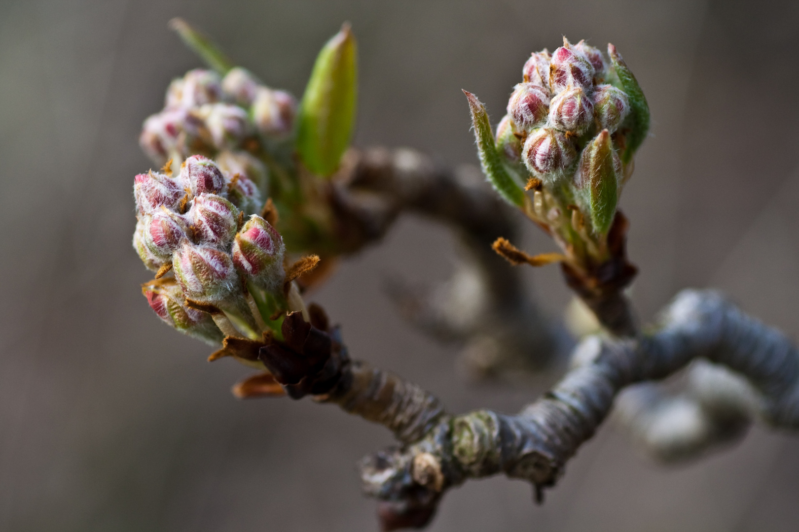 Knospen des Frühlings