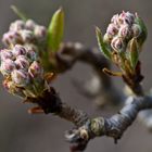 Knospen des Frühlings