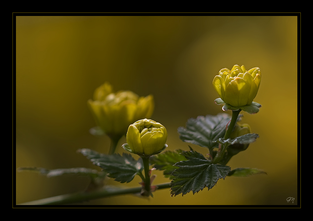 Knospen des Ranunkelstrauches