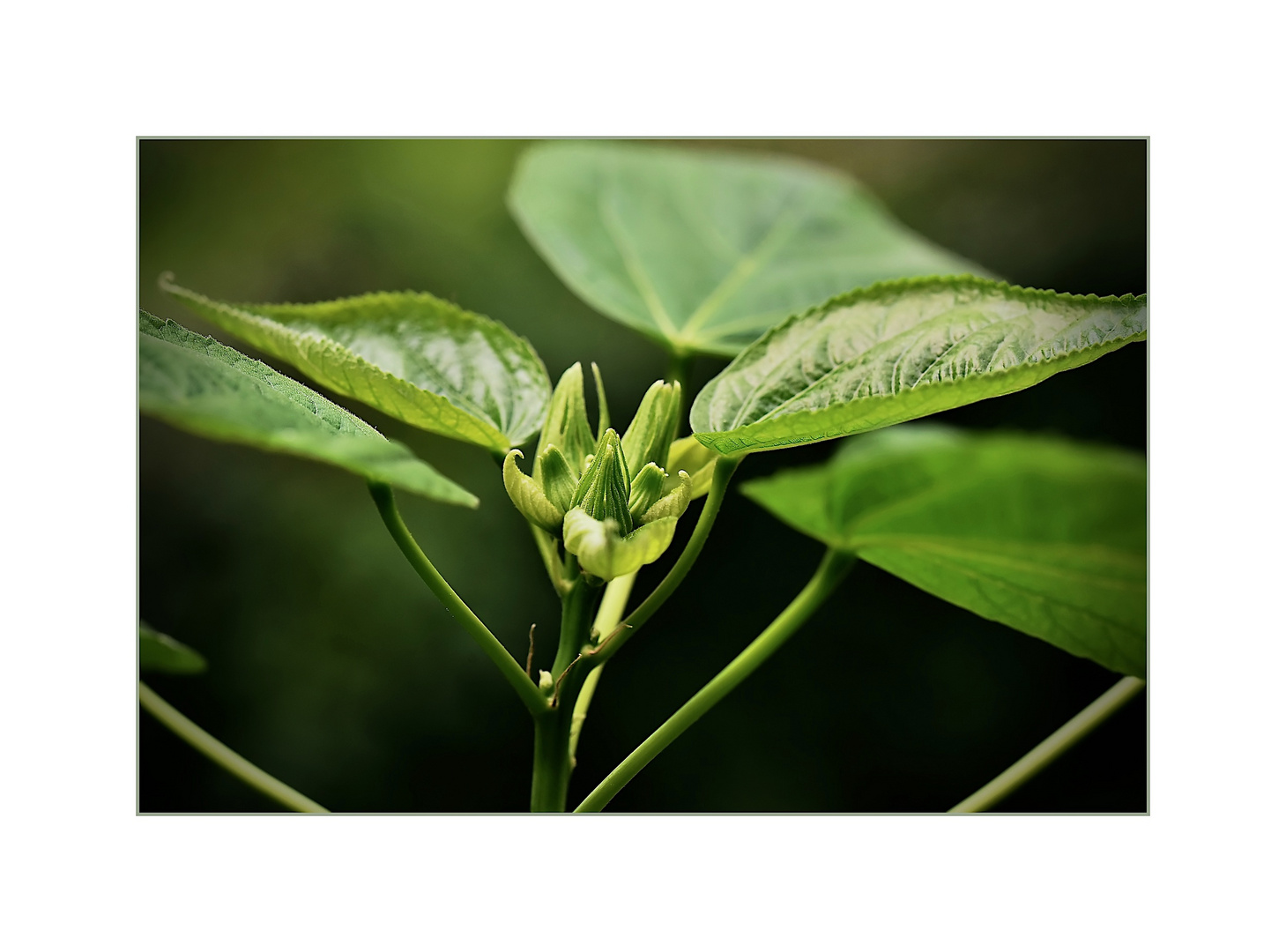 Knospen des Riesenhibiskus