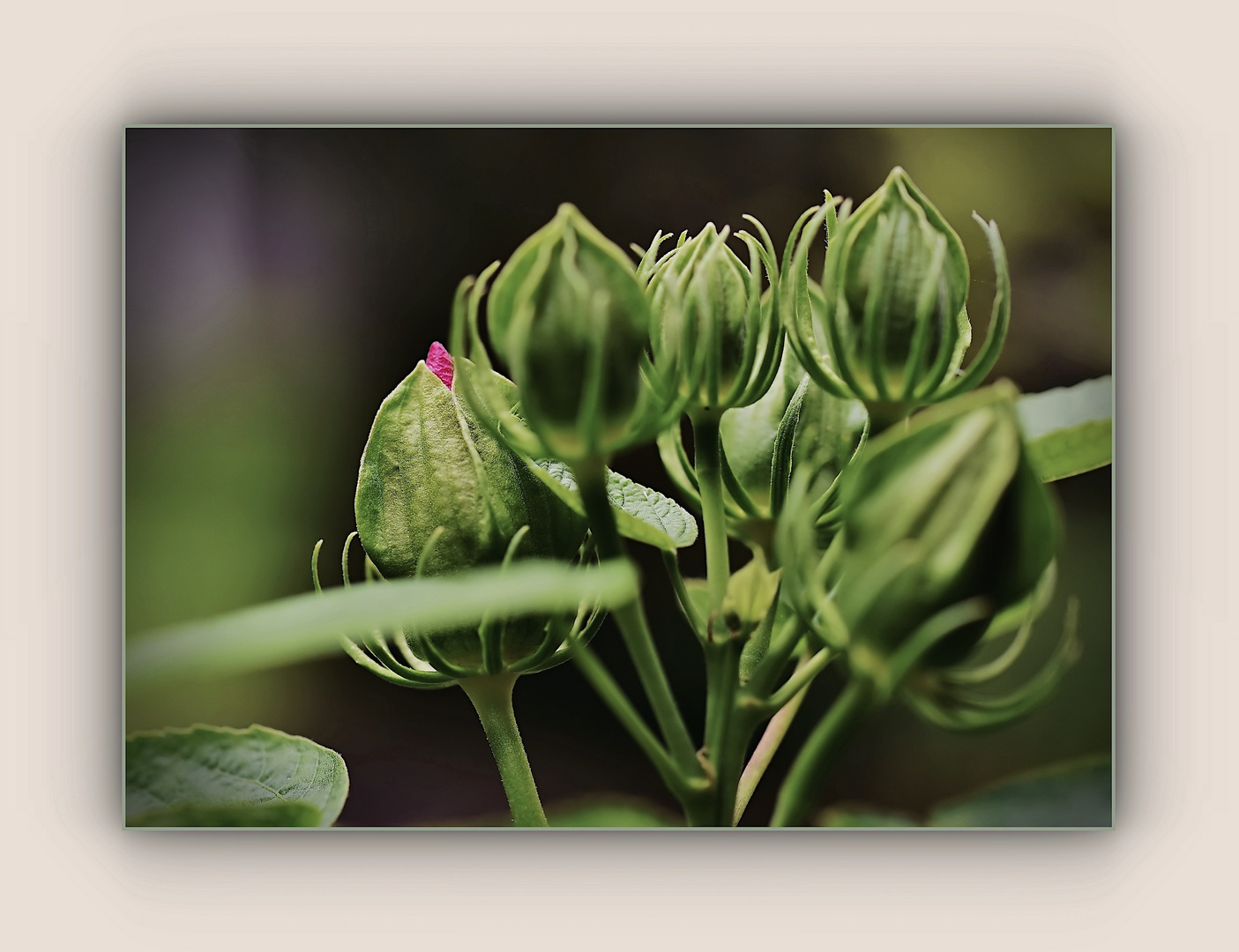 Knospen des Riesenhibiskus