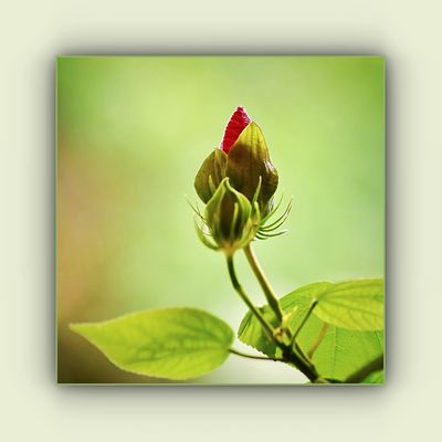 Knospen des Riesenhibiskus