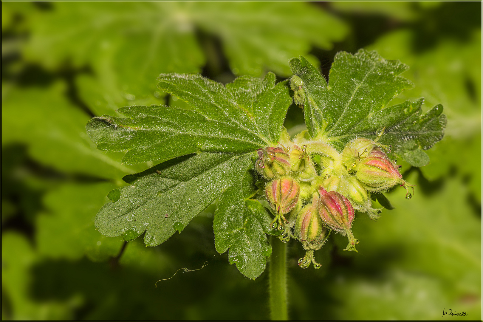 Knospen des Storchenschnabels