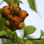 Knospen des Trompetenbaums mit Necktarsammlern