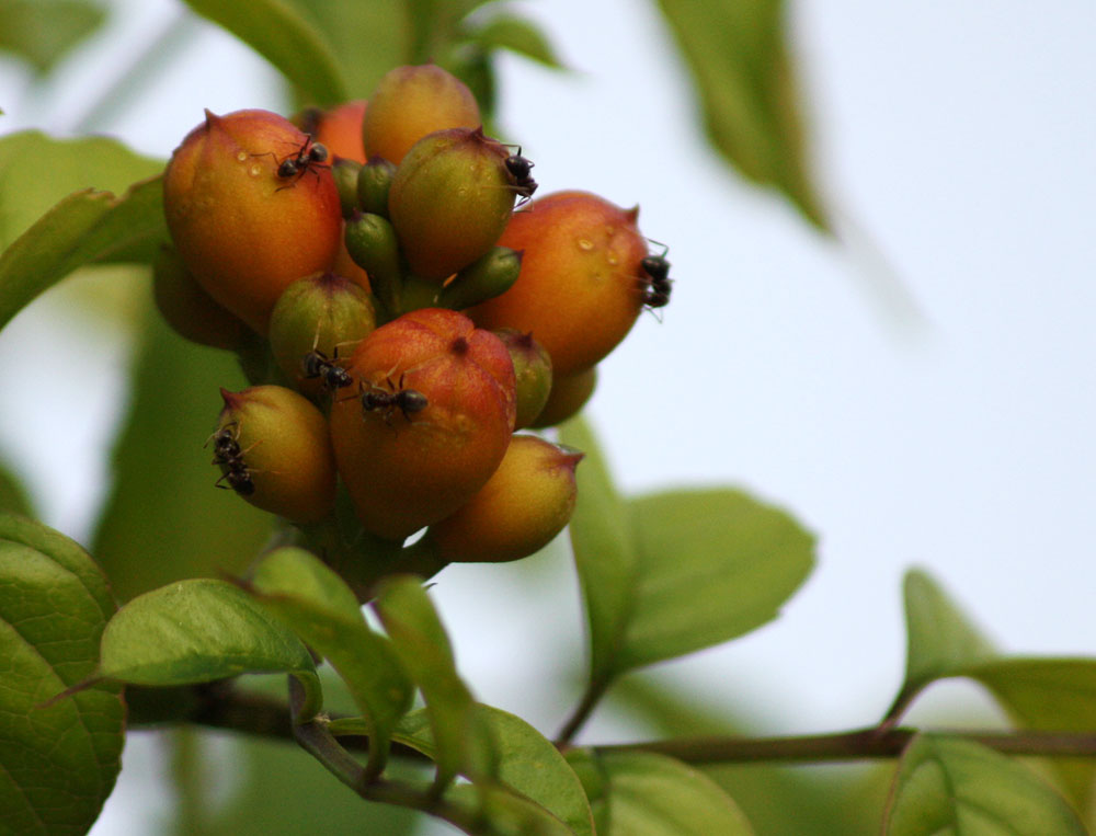 Knospen des Trompetenbaums mit Necktarsammlern