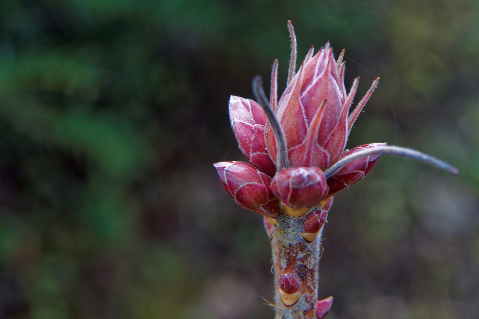 Knospen einer Azalee