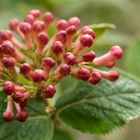 Knospen einer Hortensie ( Hydrangea)