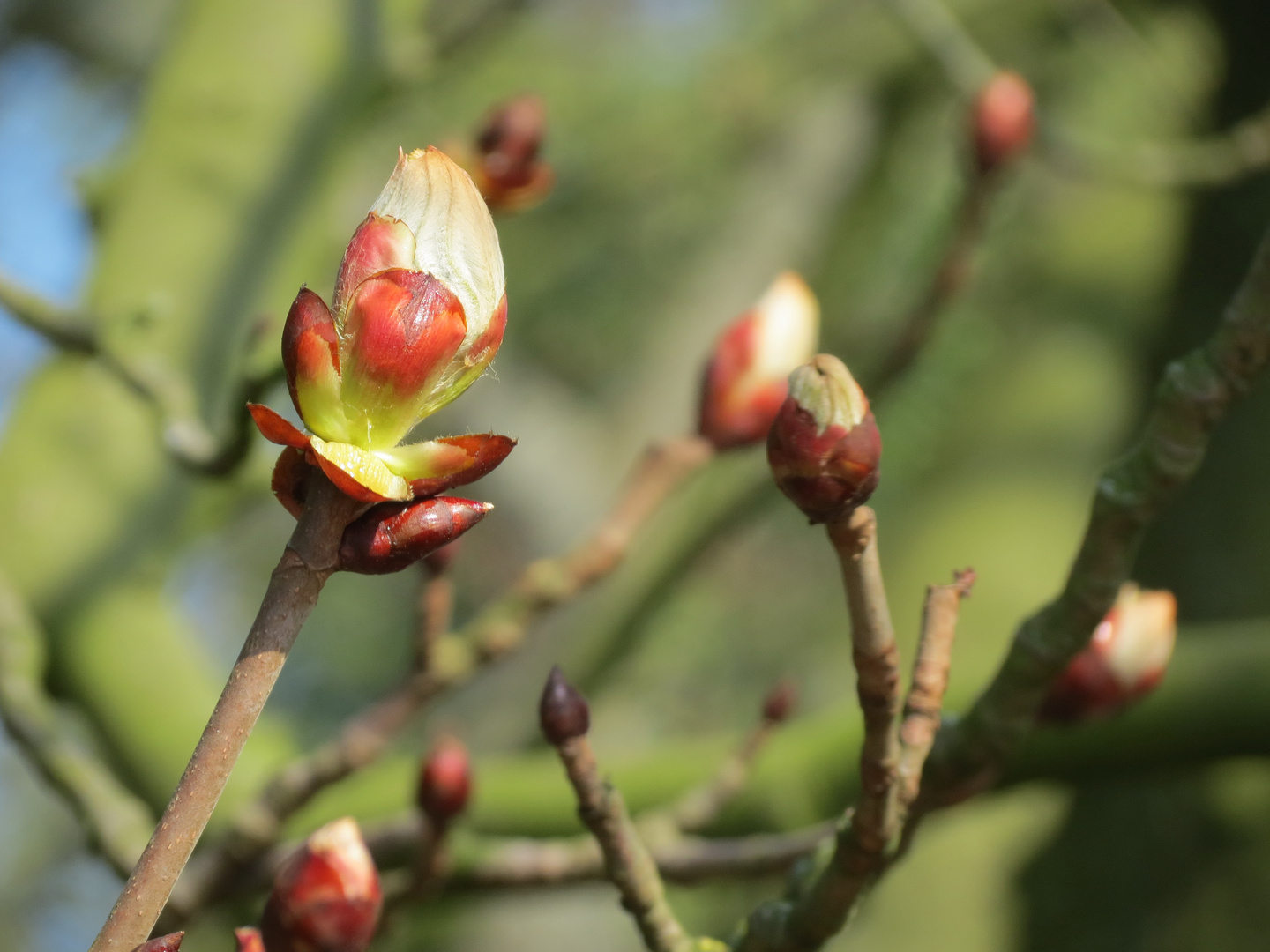 Knospen einer Kastanie...