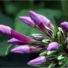 Knospen einer Phlox-Blüte