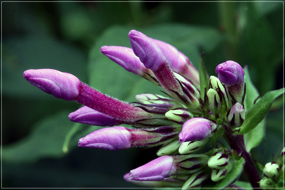 Knospen einer Phlox-Blüte