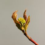 Knospen