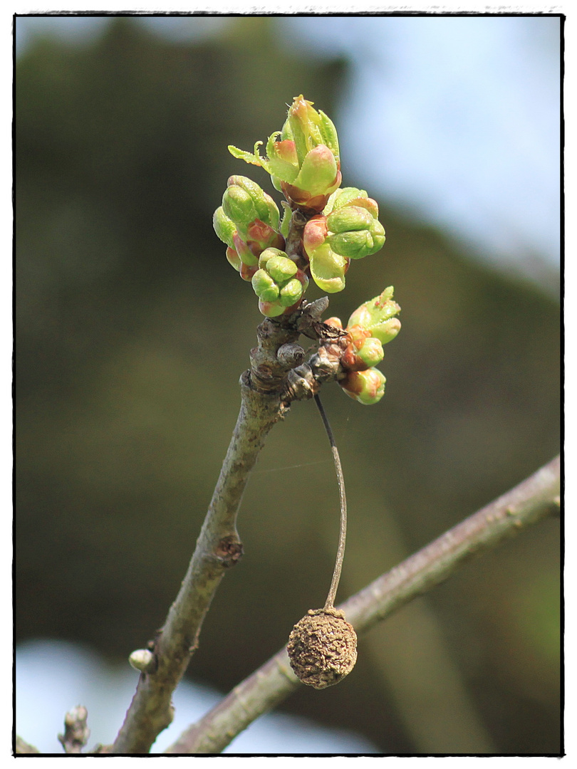 Knospen für neue Kirschen