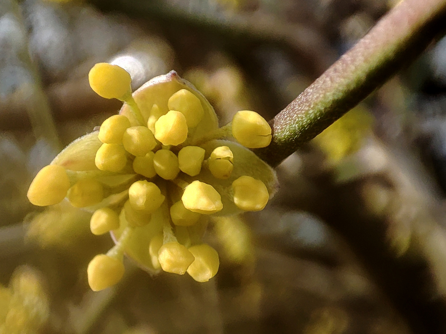 Knospen-Hülle ist geplatzt !