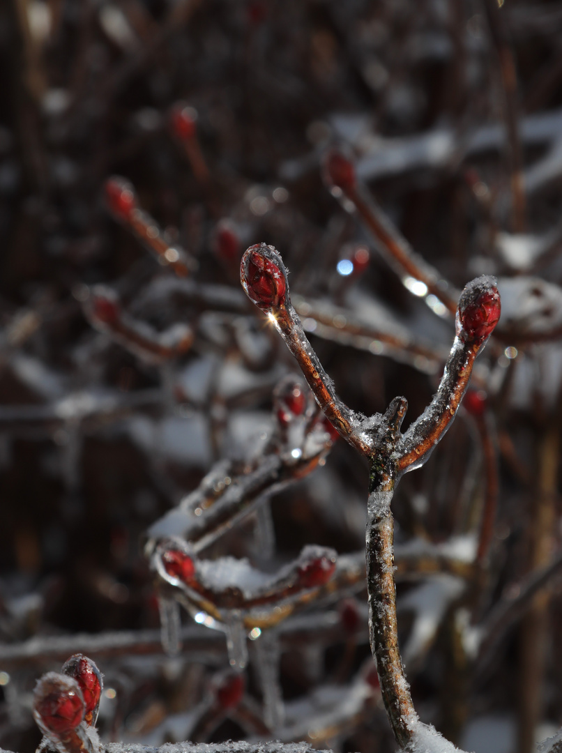 Knospen im Eis / Wuppertal