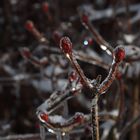 Knospen im Eis / Wuppertal