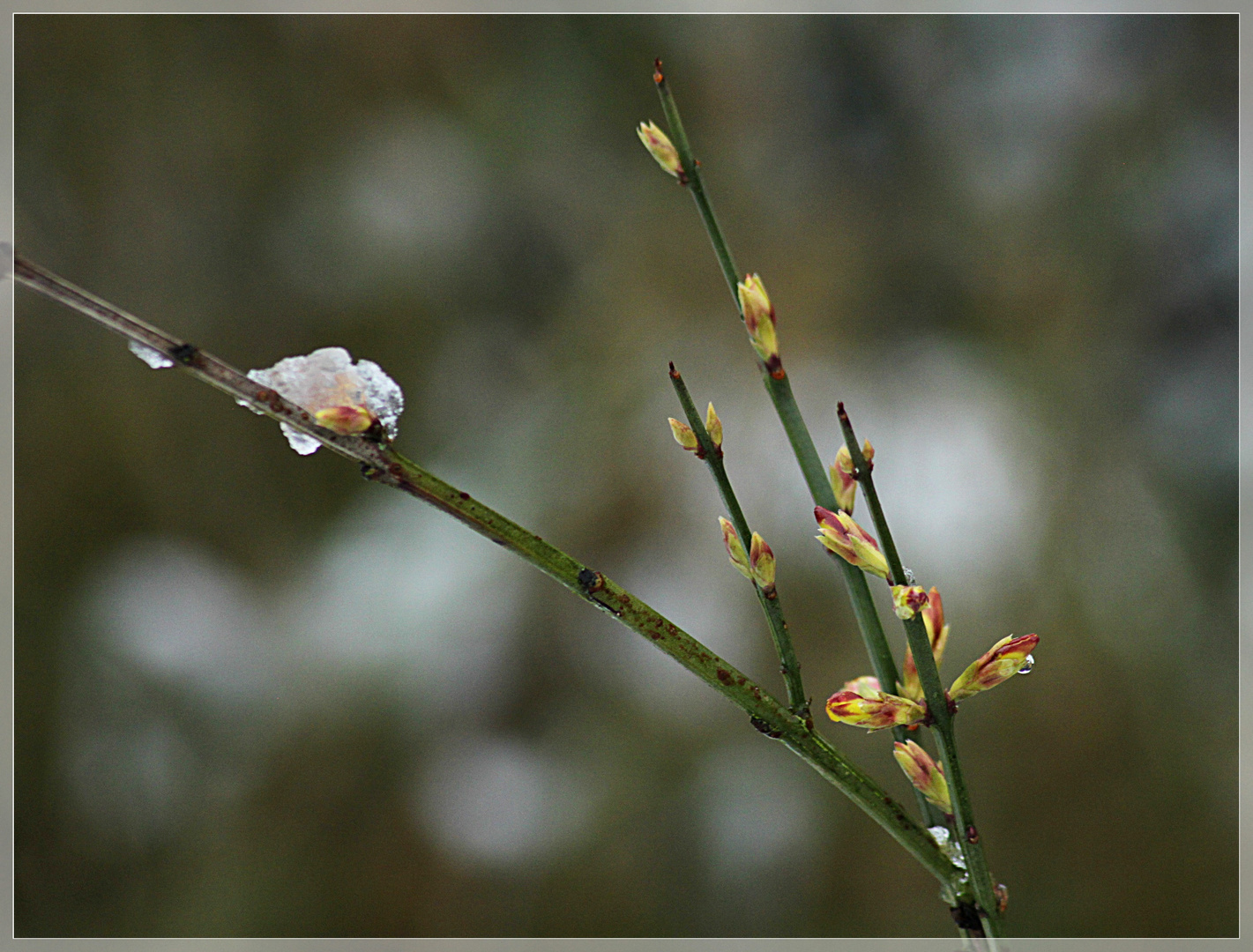 Knospen im Januar, hoffen auf den Frühling