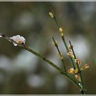 Knospen im Januar, hoffen auf den Frühling