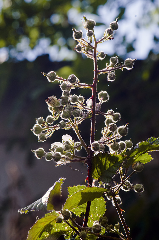 Knospen im Licht