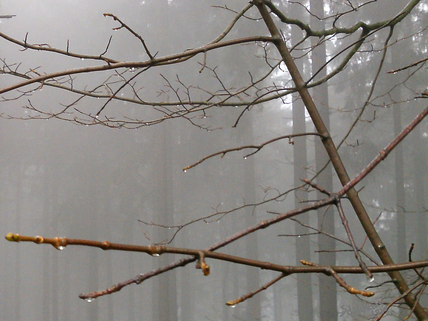 Knospen im Nebel