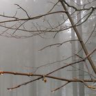 Knospen im Nebel