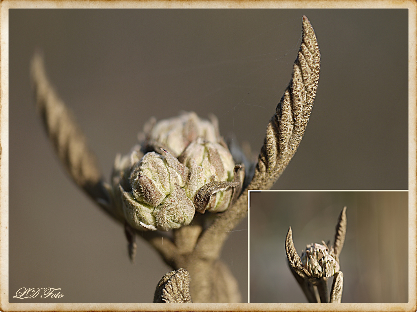 Knospen im Wald (Die Blatt- und Blütenknospen des wolligen Schneeballs)