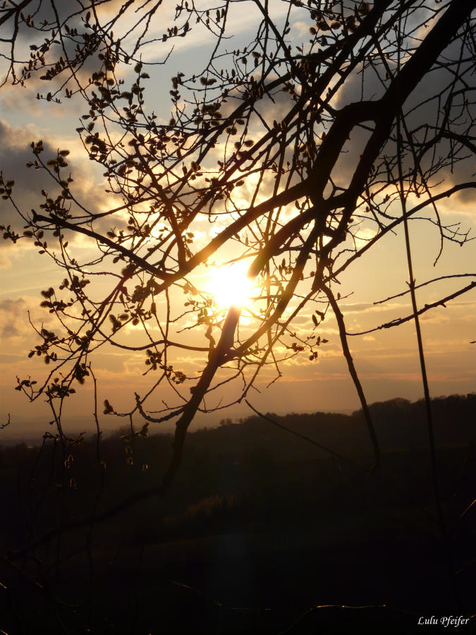 Knospen in der Abendsonne