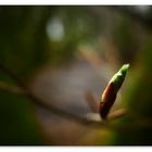 Knospen in der Süntelbuchenallee Bad Nenndorf