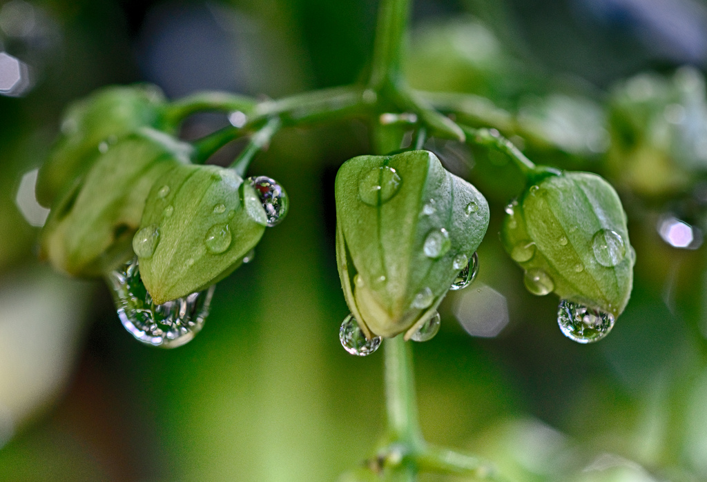 Knospen nach Regenschauer