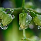 Knospen nach Regenschauer