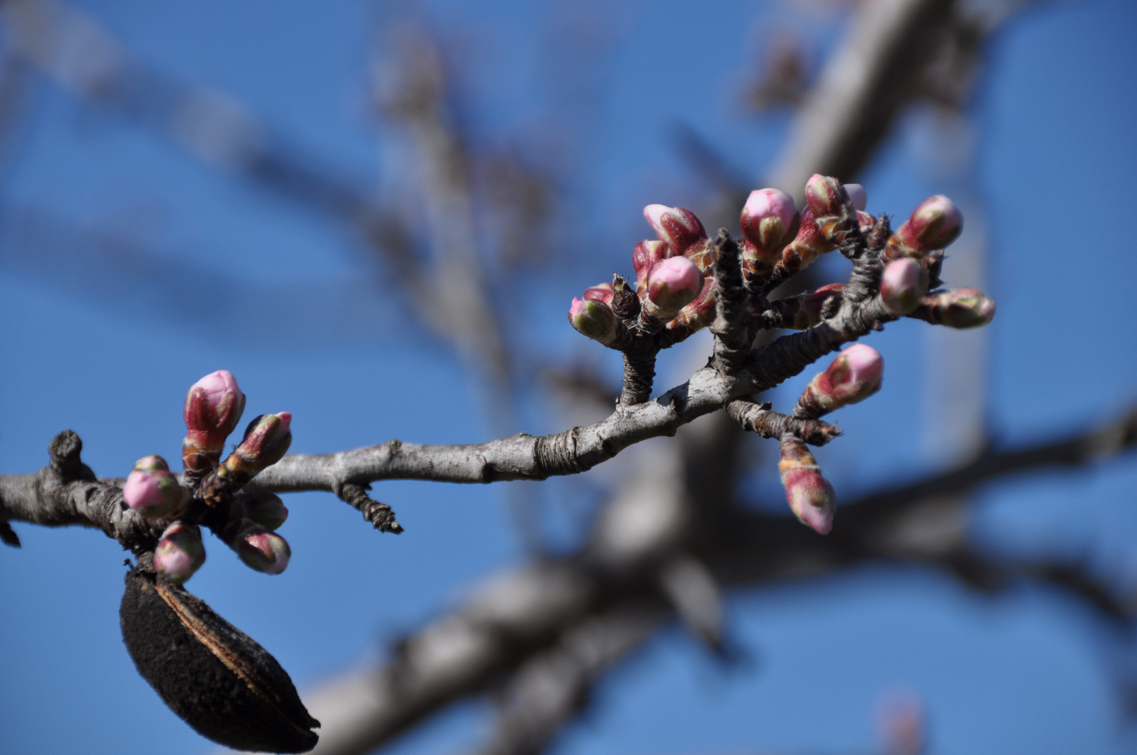 Knospen und alte Mandel