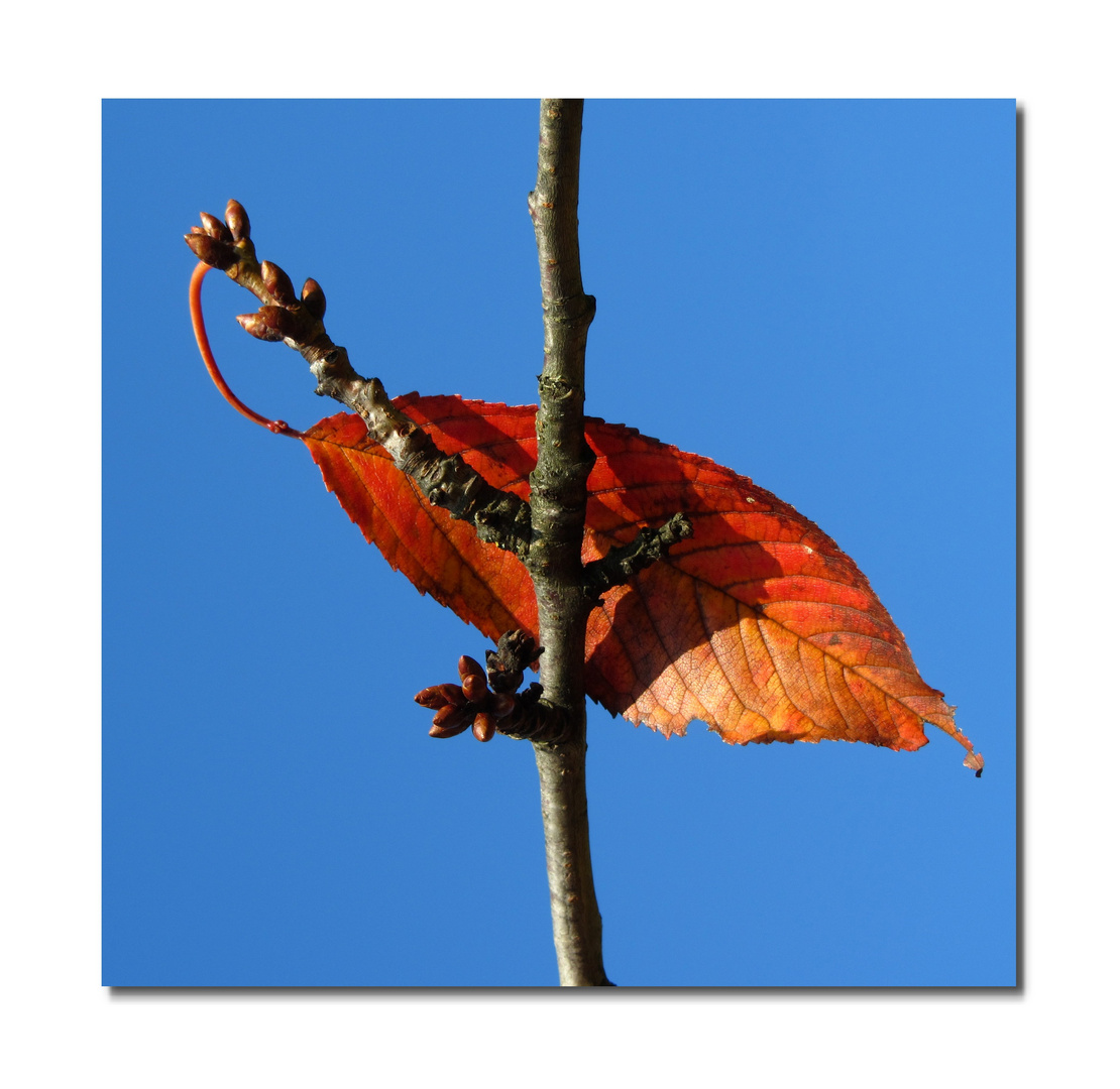 Knospen und Blatt