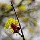 Knospen und Blüten (1)