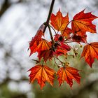 Knospen und Blüten (10)