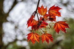 Knospen und Blüten (10)