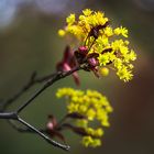 Knospen und Blüten (11)