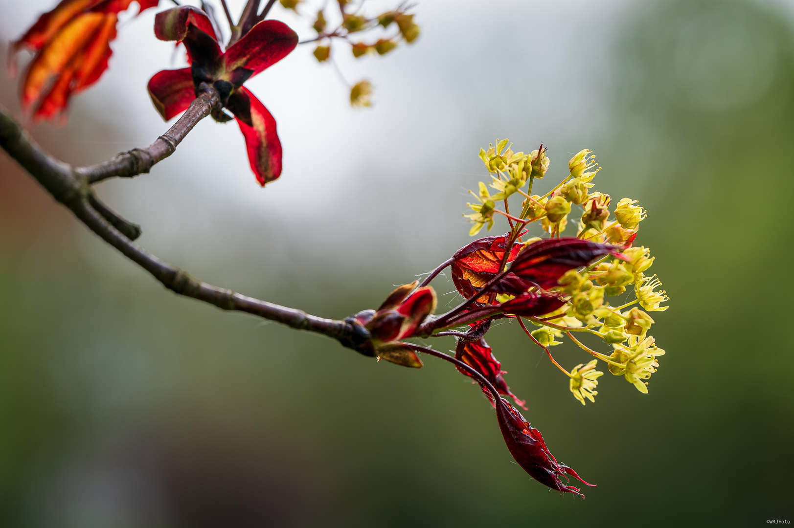 Knospen und Blüten (12)