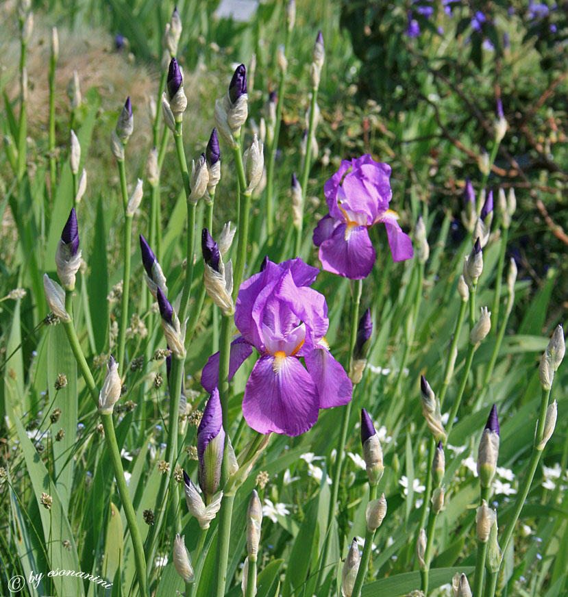 ~ Knospen und Blüten 2 ~