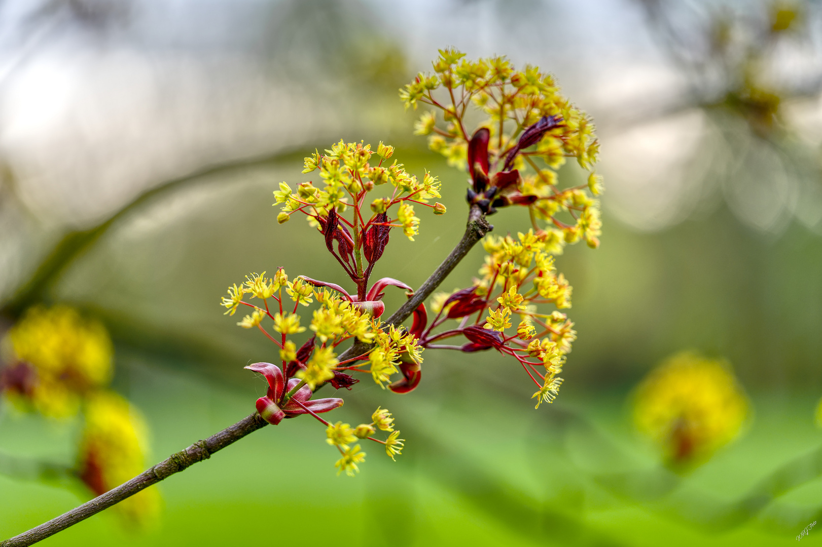 Knospen und Blüten (3)