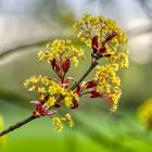 Knospen und Blüten (3)