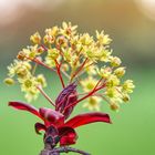 Knospen und Blüten (4)